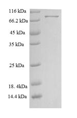 Greater than 90% as determined by SDS-PAGE.