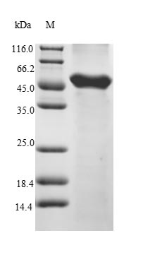 Greater than 85% as determined by SDS-PAGE.Recombinant Mouse Serine/Threonine-Protein Kinase Vrk1 (VRK1) Protein (His&Myc)