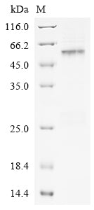 Greater than 90% as determined by SDS-PAGE.Recombinant Hepatitis B Virus Genotype C Subtype Adr Capsid Protein (C) Protein (His)