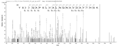 Based on the SEQUEST from database of E.coli host and target protein, the LC-MS/MS Analysis result of this product could indicate that this peptide derived from E.coli-expressed Enterococcus faecalis (strain ATCC 700802 / V583) gelE.Recombinant Enterococcus Faecalis Gelatinase (GELE) Protein (His-SUMO)