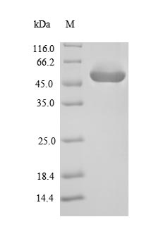 Greater than 90% as determined by SDS-PAGE.Recombinant Enterococcus Faecalis Gelatinase (GELE) Protein (His-SUMO)