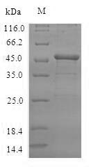 Greater than 90% as determined by SDS-PAGE.Recombinant Human Vasohibin-2 (VASH2) Protein (His-SUMO)