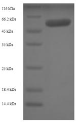 Greater than 90% as determined by SDS-PAGE.