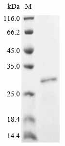 Greater than 90% as determined by SDS-PAGE.Recombinant Human Peroxisome Proliferator-Activated Receptor Gamma Coactivator 1-Beta (PPARGC1B) Protein (His&Myc)