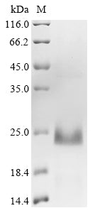 Greater than 85% as determined by SDS-PAGE.Recombinant Mouse Epididymal-Specific Lipocalin-10 (LCN10) Protein (His)