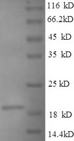 Greater than 90% as determined by SDS-PAGE.