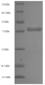 Greater than 90% as determined by SDS-PAGE.Recombinant Pan Troglodytes Lymphotoxin-Beta (LTB) Protein (His-SUMO)