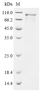 Greater than 85% as determined by SDS-PAGE.Recombinant Human Mitochondrial Antiviral-Signaling Protein (MAVS) Protein (His-GST)