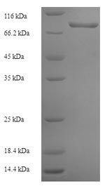 Greater than 90% as determined by SDS-PAGE.