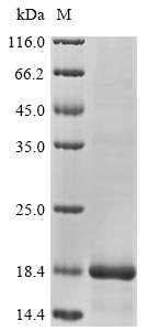 Greater than 85% as determined by SDS-PAGE.Recombinant Human Beta-Defensin 128 (DEFB128) Protein (His&Myc)