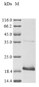 Greater than 85% as determined by SDS-PAGE.