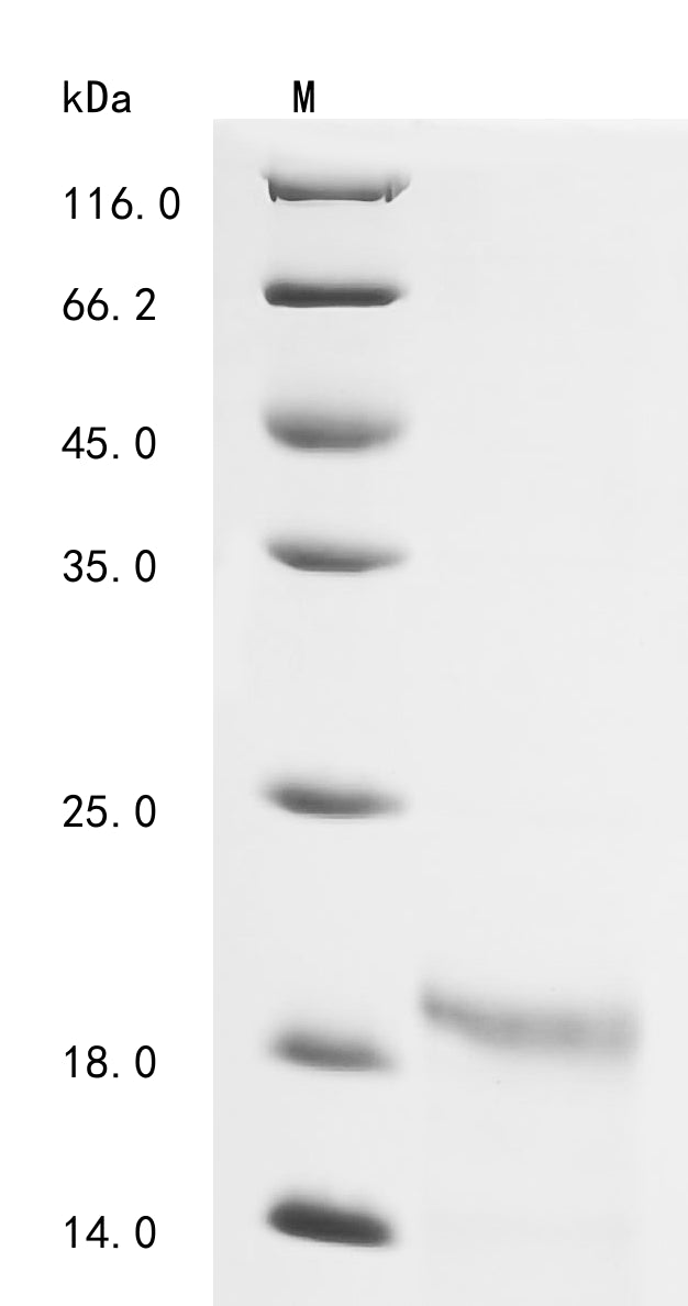 Greater than 90% as determined by SDS-PAGE.