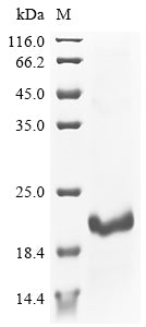 Greater than 90% as determined by SDS-PAGE.Recombinant Porcellio Dilatatus Androgenic Gland Hormone (AGH) Protein (His-KSI)