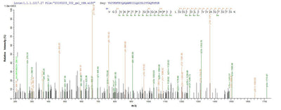 Based on the SEQUEST from database of E.coli host and target protein, the LC-MS/MS Analysis result of this product could indicate that this peptide derived from E.coli-expressed Homo sapiens (Human) DDX53.Recombinant Human Probable Atp-Dependent Rna Helicase Ddx53 (DDX53) Protein (His&Myc)