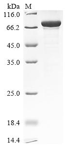 Greater than 90% as determined by SDS-PAGE.Recombinant Human N6-Adenosine-Methyltransferase Catalytic Subunit (METTL3) Protein (His)