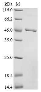 Greater than 90% as determined by SDS-PAGE.Recombinant Human Kinesin-Like Protein Kif18B (KIF18B) Protein (His&Myc)