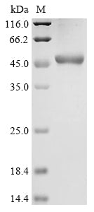 Greater than 90% as determined by SDS-PAGE.Recombinant Human E3 Ubiquitin-Protein Ligase Huwe1 (HUWE1) Protein (His&Myc)