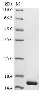 Greater than 85% as determined by SDS-PAGE.