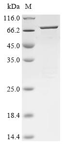 Greater than 90% as determined by SDS-PAGE.Recombinant Human Transient Receptor Potential Cation Channel Subfamily M Member 1 (TRPM1) Protein (His&Myc)