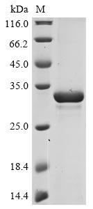 Greater than 90% as determined by SDS-PAGE.