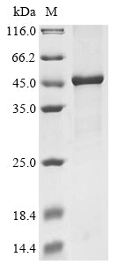 Greater than 90% as determined by SDS-PAGE.Recombinant Mouse Ubiquitin Carboxyl-Terminal Hydrolase Cyld (CYLD) Protein (His&Myc)