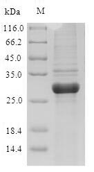 Greater than 90% as determined by SDS-PAGE.Recombinant Artemisia Vulgaris Major Pollen Allergen Art V 1 Protein (His-SUMO)