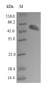 Greater than 90% as determined by SDS-PAGE.Recombinant Human Valacyclovir Hydrolase (BPHL) Protein (His-SUMO)