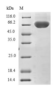 Greater than 90% as determined by SDS-PAGE.Recombinant Human Tripartite Motif-Containing Protein 69 (TRIM69) Protein (GST)