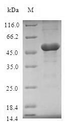Greater than 90% as determined by SDS-PAGE.Recombinant Human Tir Domain-Containing Adapter Molecule 2 (TICAM2) Protein (GST)