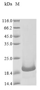 Greater than 90% as determined by SDS-PAGE.Recombinant Human B Melanoma Antigen 2 (BAGE2) Protein (His&Myc)