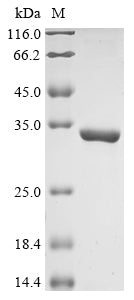 Greater than 90% as determined by SDS-PAGE.