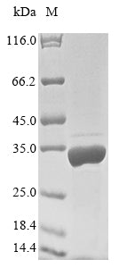 Greater than 85% as determined by SDS-PAGE.Recombinant Human Filamin-A-Interacting Protein 1 (FILIP1) Protein (His&Myc)
