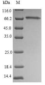 Greater than 85% as determined by SDS-PAGE.Recombinant Mouse Septin-9 (SEPT9) Protein (His)