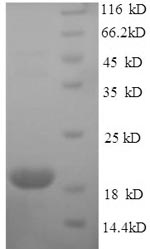 Greater than 90% as determined by SDS-PAGE.Recombinant Mouse Interferon Epsilon (IFNE) Protein (His-SUMO)