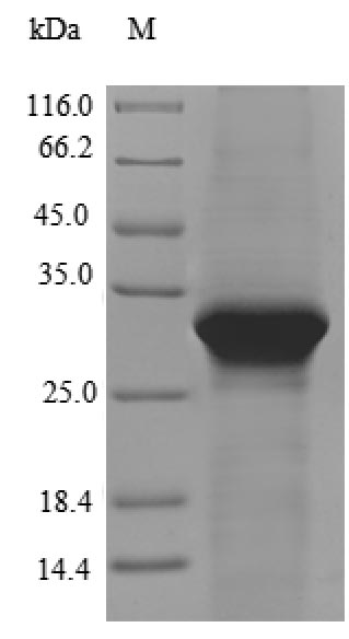 Greater than 90% as determined by SDS-PAGE.Recombinant Human Lipolysis-Stimulated Lipoprotein Receptor (LSR) Protein (His)