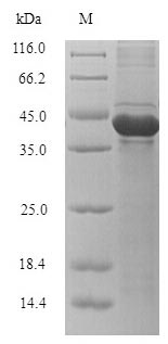Greater than 90% as determined by SDS-PAGE.Recombinant Klebsiella Oxytoca Carbapenem-Hydrolyzing Beta-Lactamase Kpc (BLA) Protein (His-SUMO)