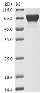 Greater than 90% as determined by SDS-PAGE.