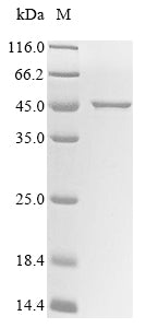 Greater than 85% as determined by SDS-PAGE.