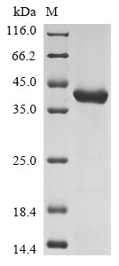 Greater than 85% as determined by SDS-PAGE.Recombinant Mouse Enoyl-Coa Hydratase, Mitochondrial (ECHS1) Protein (His&HA)