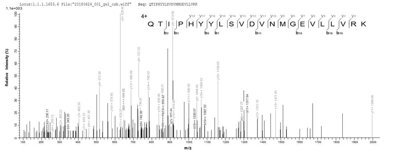 Based on the SEQUEST from database of E.coli host and target protein, the LC-MS/MS Analysis result of this product could indicate that this peptide derived from E.coli-expressed Mus musculus (Mouse) Dlat.Recombinant Mouse Dihydrolipoyllysine-Residue Acetyltransferase Component Of Pyruvate Dehydrogenase Complex, Mitochondrial (DLAT) Protein (His)
