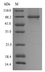 Greater than 85% as determined by SDS-PAGE.Recombinant Mouse Dihydrolipoyllysine-Residue Acetyltransferase Component Of Pyruvate Dehydrogenase Complex, Mitochondrial (DLAT) Protein (His)