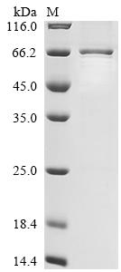 Greater than 85% as determined by SDS-PAGE.Recombinant Mouse La-Related Protein 6 (LARP6) Protein (His)