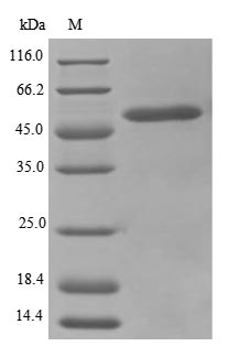Greater than 85% as determined by SDS-PAGE.Recombinant Mouse Trifunctional Enzyme Subunit Alpha, Mitochondrial (HADHA) Protein (His&Myc)
