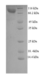 Greater than 90% as determined by SDS-PAGE.