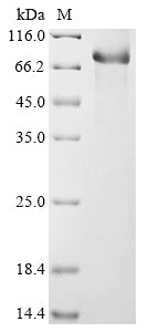 Greater than 90% as determined by SDS-PAGE.Recombinant Mouse Complement C1S-1 Subcomponent (C1S1) Protein (His)