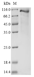 Greater than 85% as determined by SDS-PAGE.Recombinant Mouse Complement C1S-B Subcomponent (C1SB) Protein (His&Myc)
