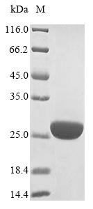 Greater than 85% as determined by SDS-PAGE.Recombinant Vesicular Stomatitis Indiana Virus Rna-Directed Rna Polymerase L (L) Protein (His)