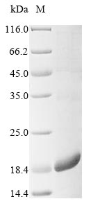 Greater than 85% as determined by SDS-PAGE.Recombinant Mouse Serine Protease Inhibitor Kazal-Type 2 (SPINK2) Protein (His&Myc)