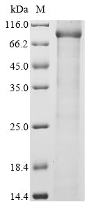 Greater than 90% as determined by SDS-PAGE.Recombinant Mouse Complement C1R-A Subcomponent (C1RA) Protein (His&Myc)
