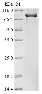 Greater than 85% as determined by SDS-PAGE.Recombinant Mouse Complement C1R-A Subcomponent (C1RA) Protein (His)